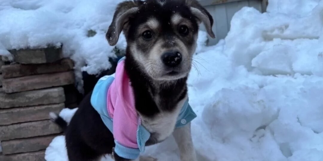 В Новосибирске открыли пункты обогрева для собак