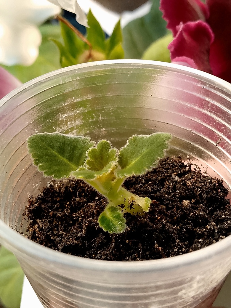 Клубень отправляется на отдых уже в свежем торфе, в нём же и прорастает, и только потом при перевалке добавляется свежий субстрат