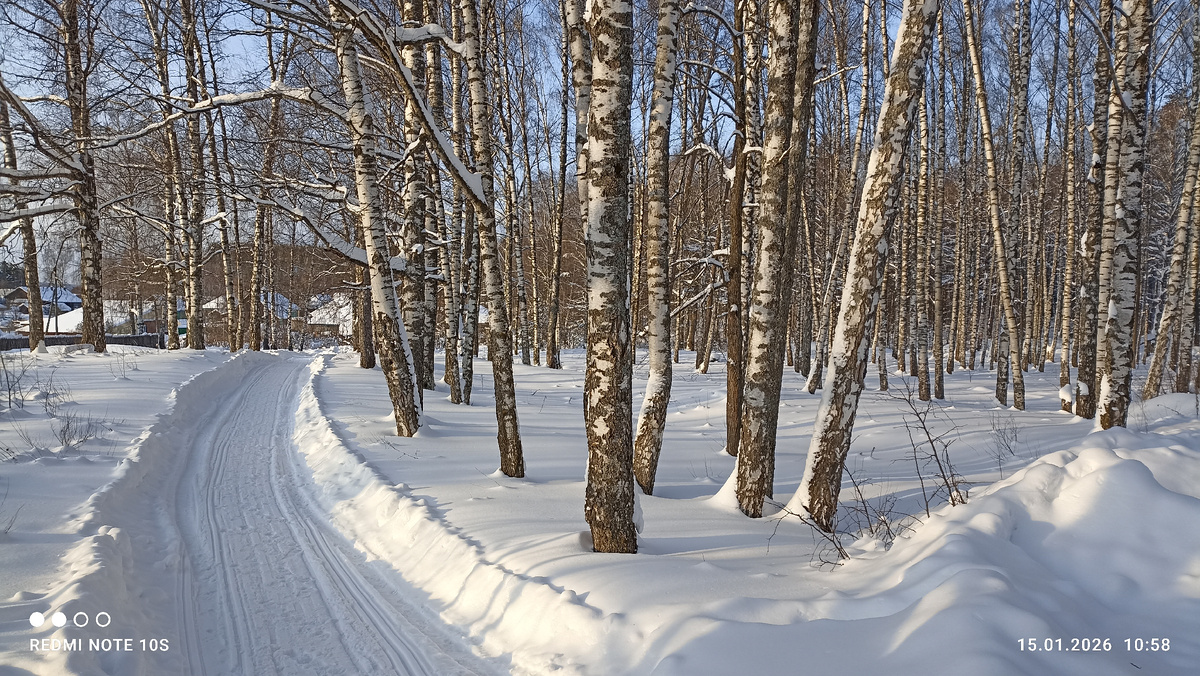 Березовый лес. Фото автора.
