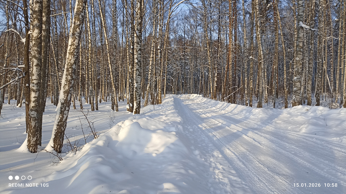 Дорога и березовый лес. Фото автора.