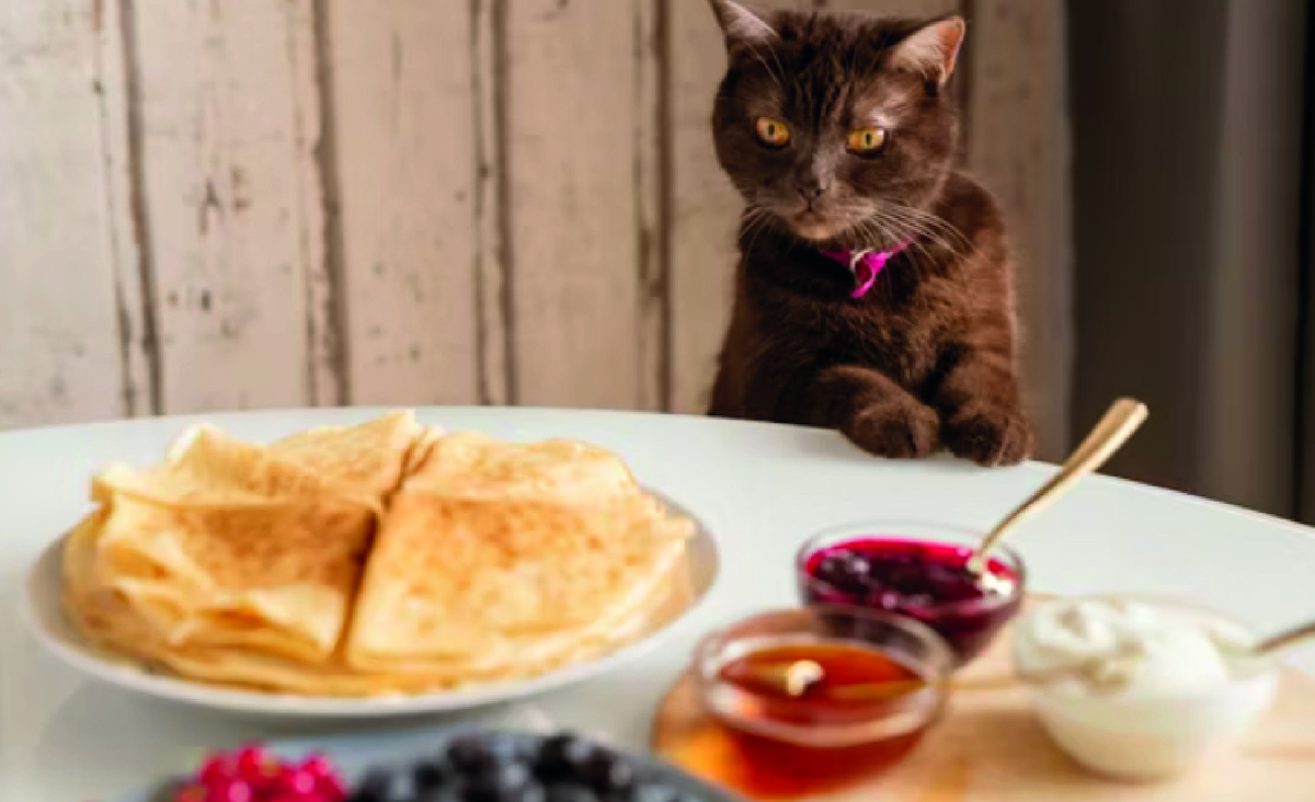 Чем нельзя кормить кошек - это любая еда со стола. Фото - unsplash.com, Getty Images.