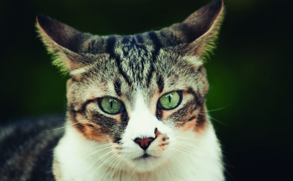 Фото - unsplash.com, Val Vesa.