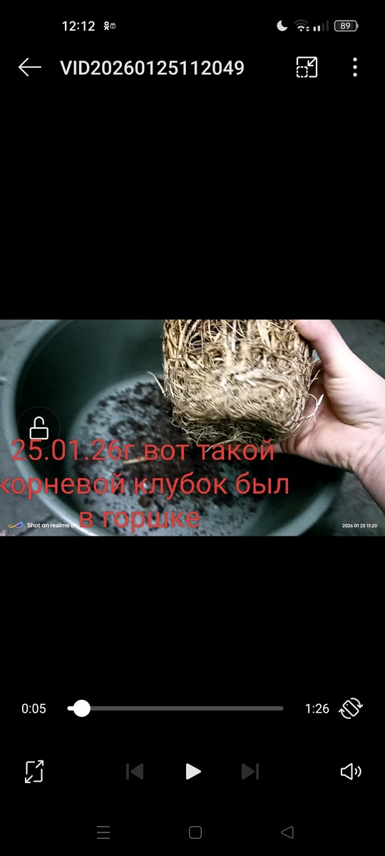 Корневой клубок у не пересаженного цветка через год