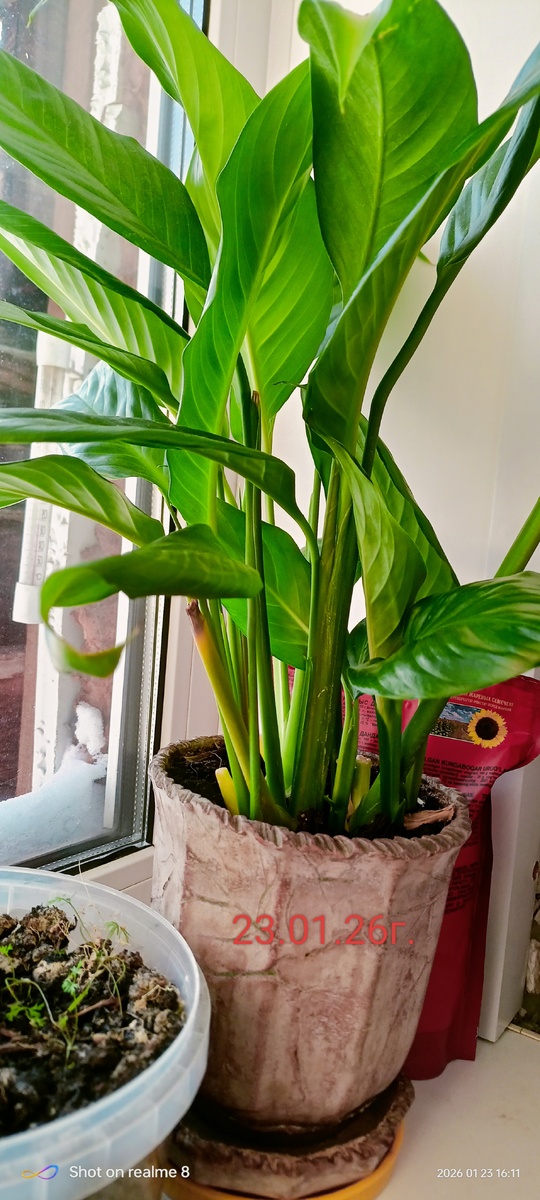 Мой цветок перед пересадкой