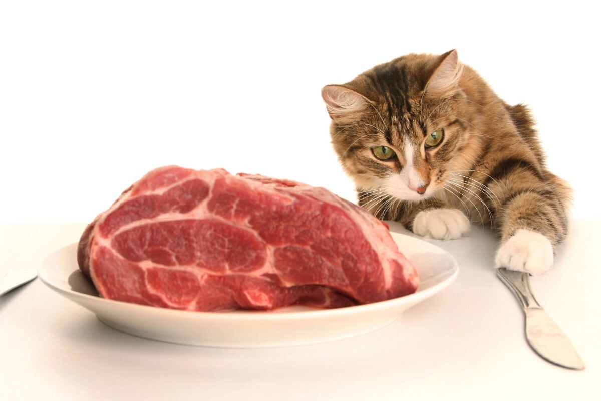 Фото с сайта: https://jp.pinterest.com/pin/youre-killing-your-cats-with-human-food--42010209003206591/