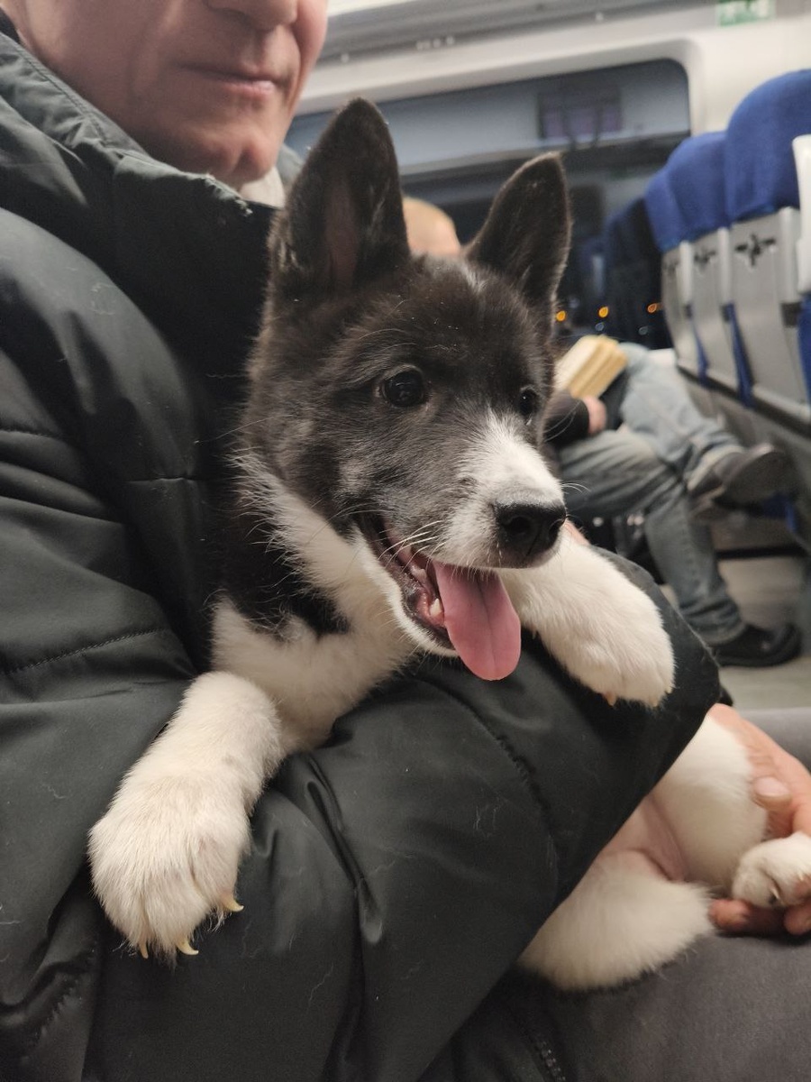 Айва едет домой!