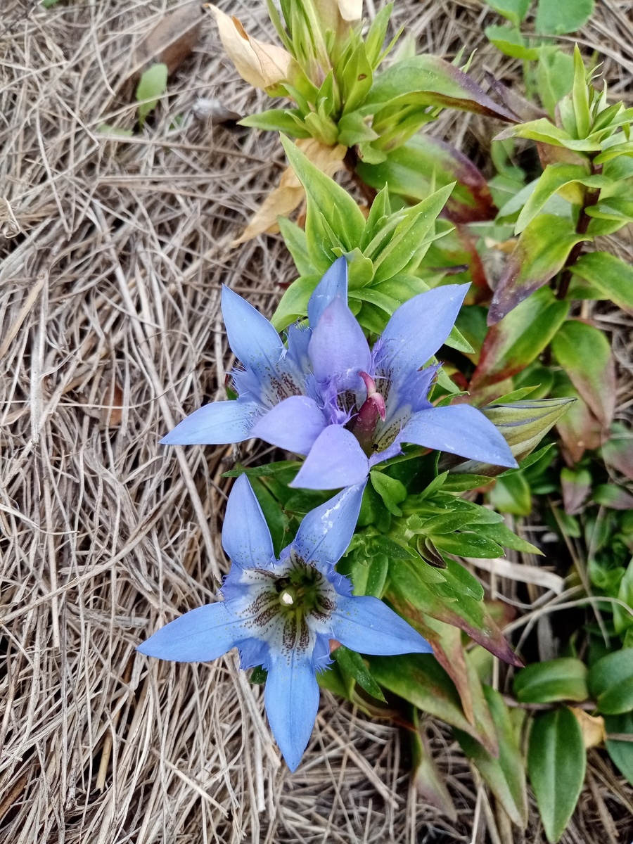 Горечавка Колаковского, первая в моей жизни горечавка.
