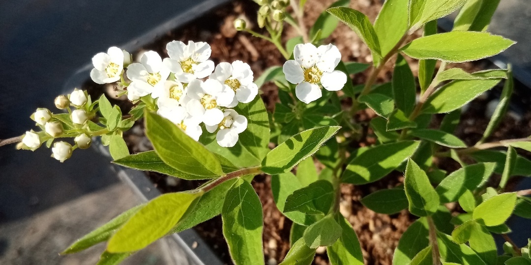 В преддверии весны. Филосовское