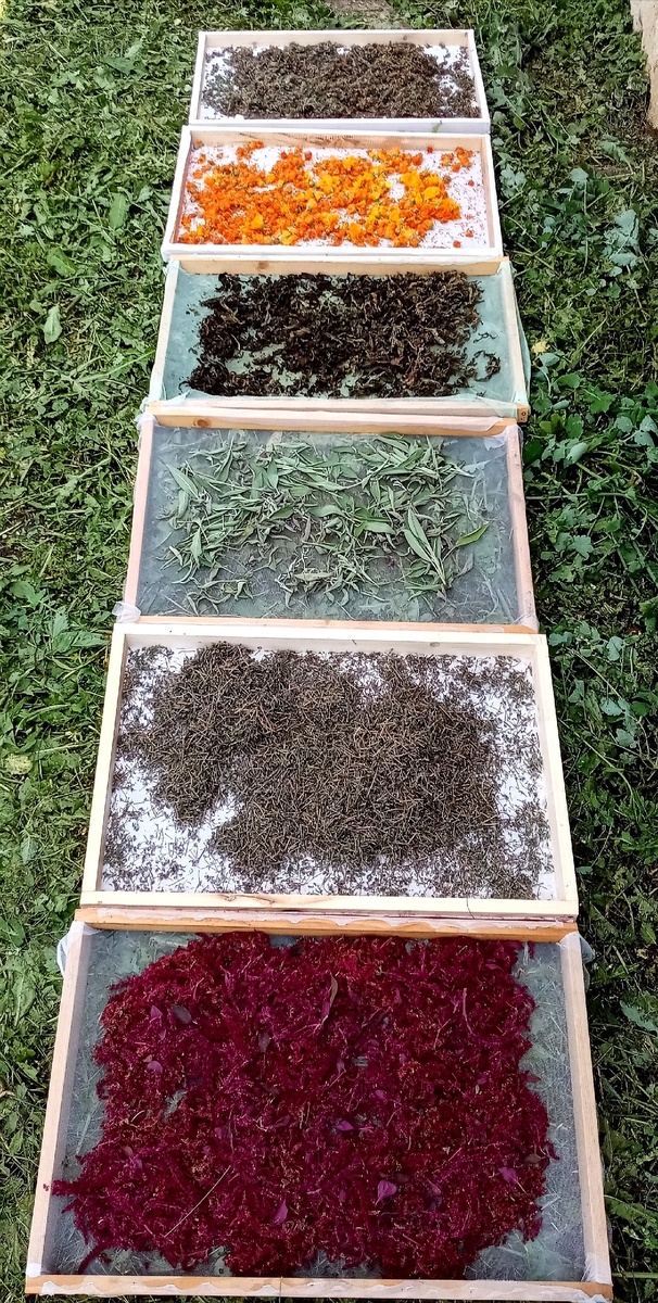 Сушка трав на зиму одно из любимых занятий нашей семьи.