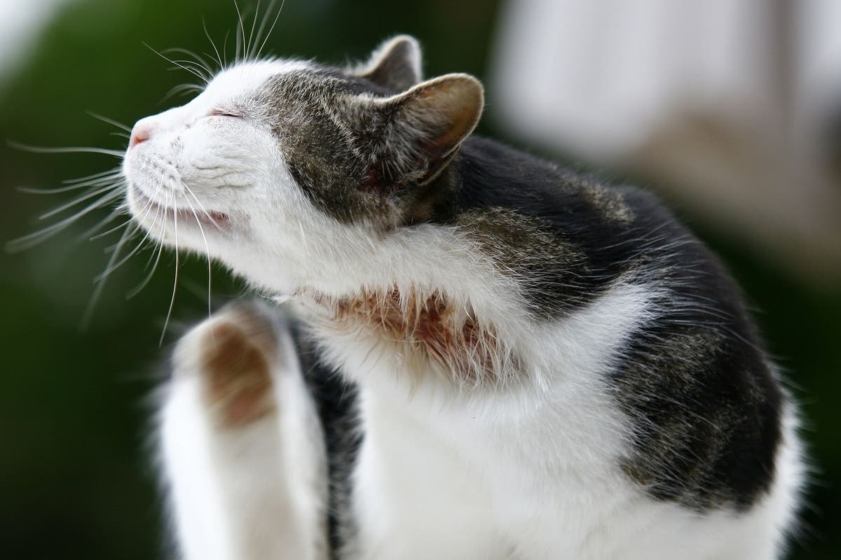 Фото с сайта: https://www.petplace.com/article/cats/pet-health/allergy-testing-in-cats
