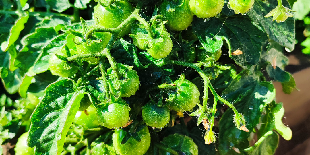 Какие сорта томатов я буду сеять