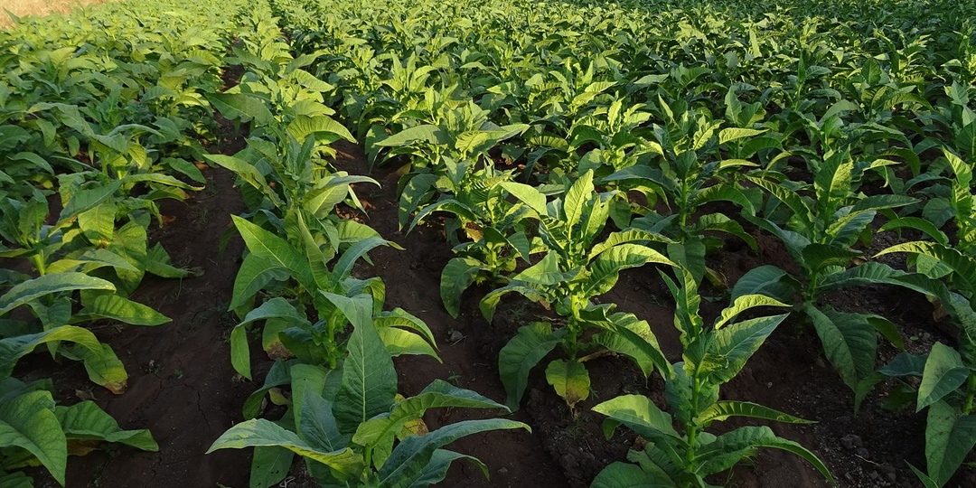 Табак. О семенах. Личный опыт.