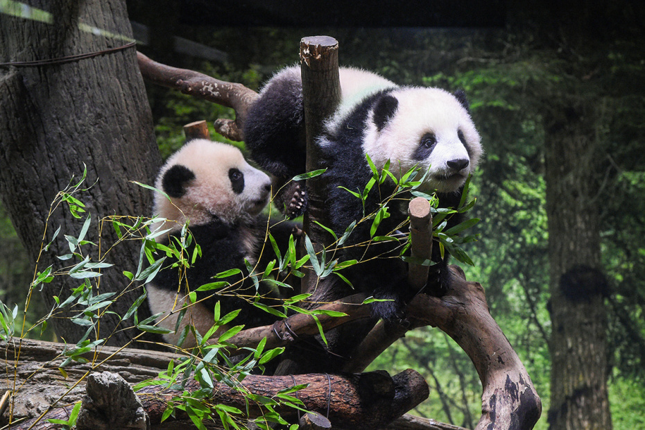    Tokyo Zoological Park Society/XinHua/Global Look Press