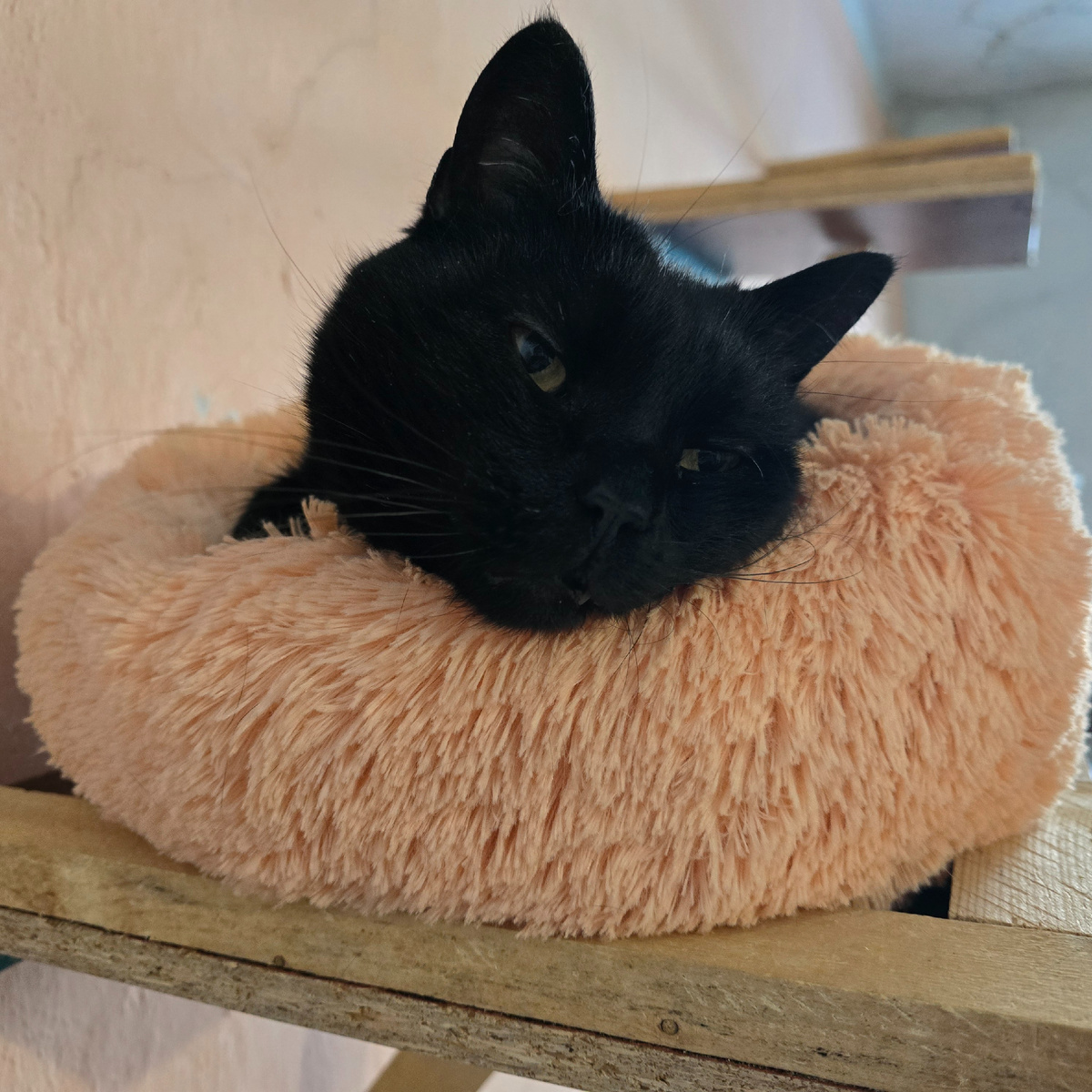 черный красавчик нежится в уютной лежанке