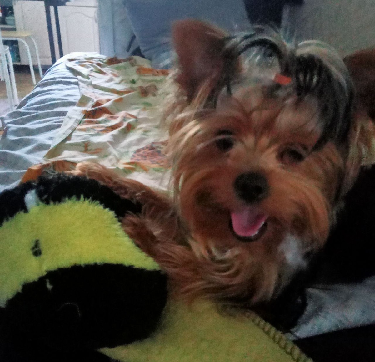 Амур. На этом фото ему 8 мес.