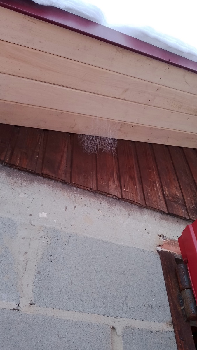 Паутинка на морозе  