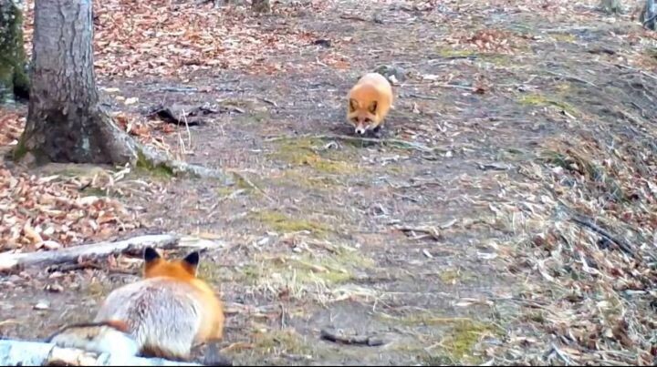    Фото:Михаил Коростелёв / ФГБУ «Земля леопарда»