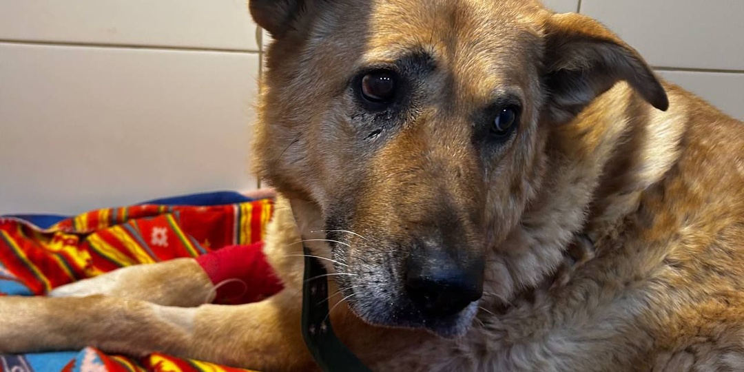 Осторожные новости о Мухе. Тревожно, но надежда есть