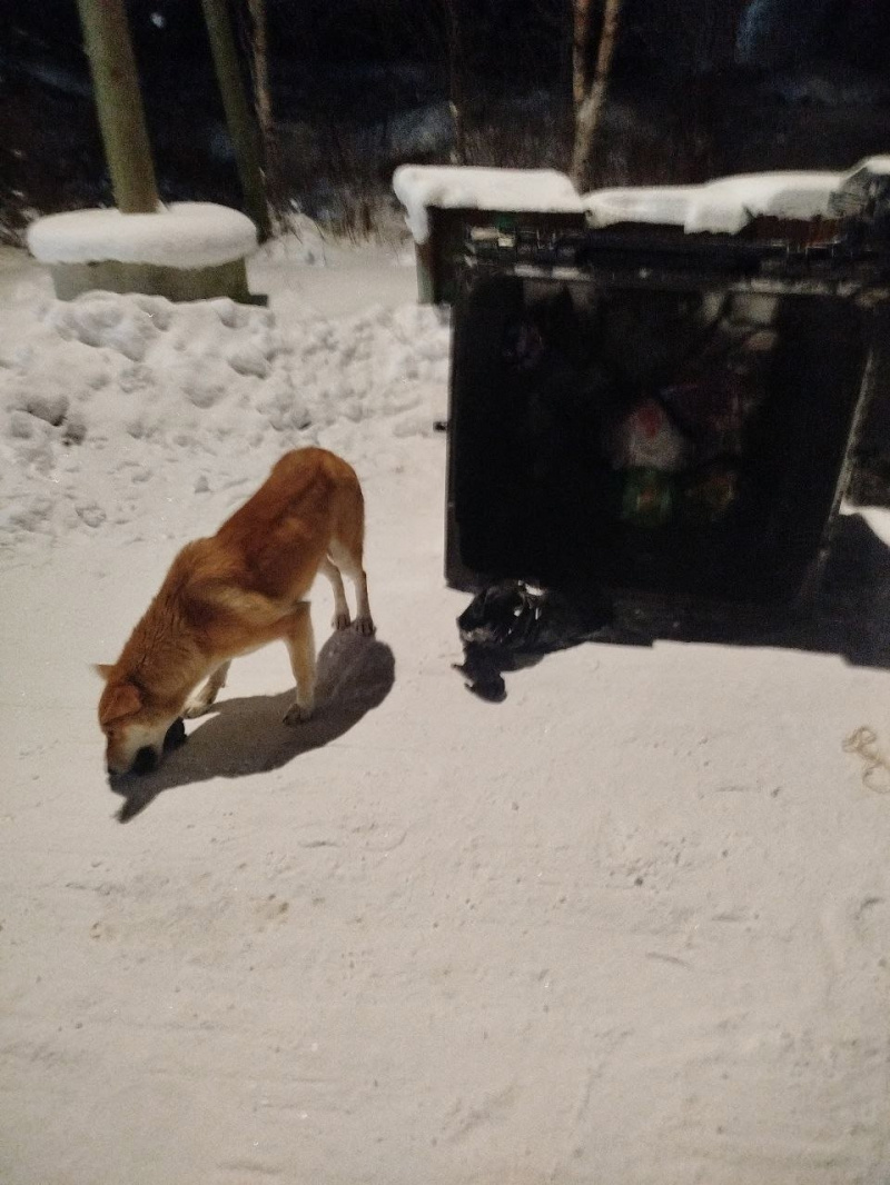    Жители Кемского округа пытаются спасти щенков, выброшенных в пакете на помойкуПодслушано l Кемь / ВК