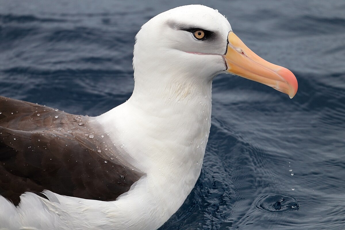 Фото с сайта: https://commons.wikimedia.org/wiki/File:Campbell_Albatross_(25374939843).jpg