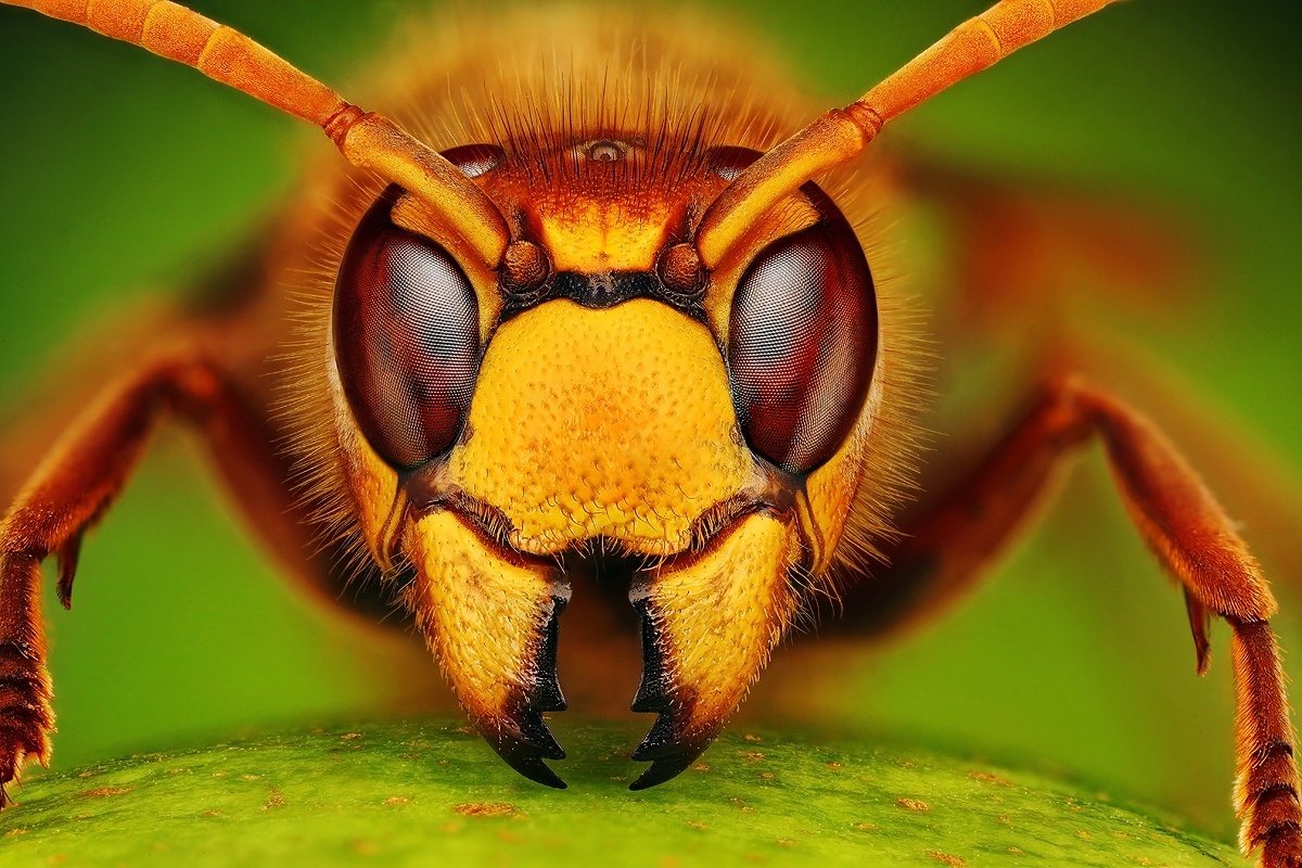 Фото с сайта: https://www.ephoto.sk/fotogaleria/hodnotit-fotografiu/316366/srsen/?a=