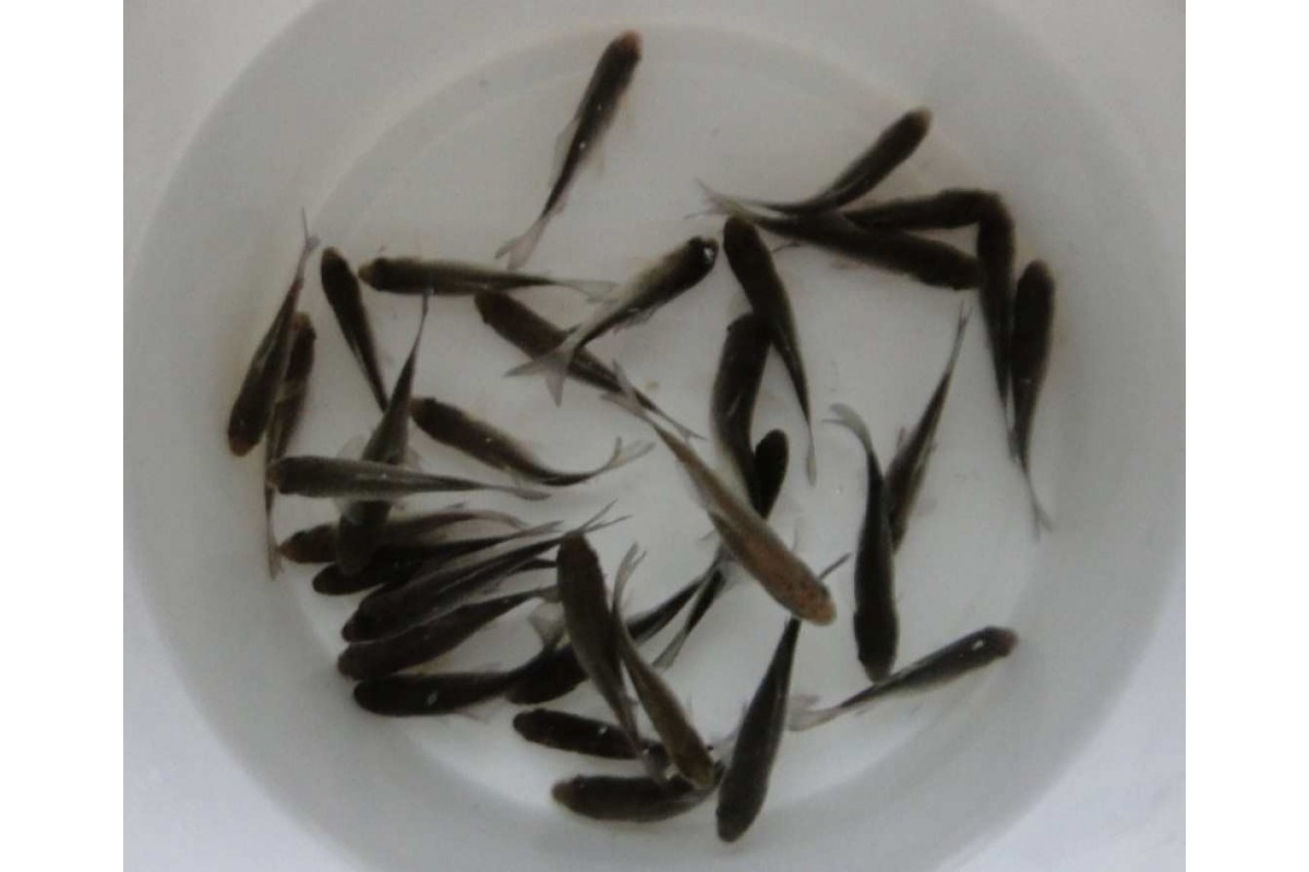 Фото с сайта6 https://ryboloff77.ru/nasadka-nazhivka-bojly/zhivye-nasadki/zhivec-plotva