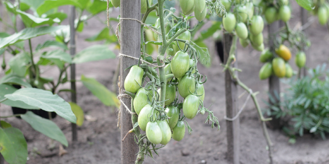 Помидоры, баклажаны, перец: семена, которые уже купила на 2026