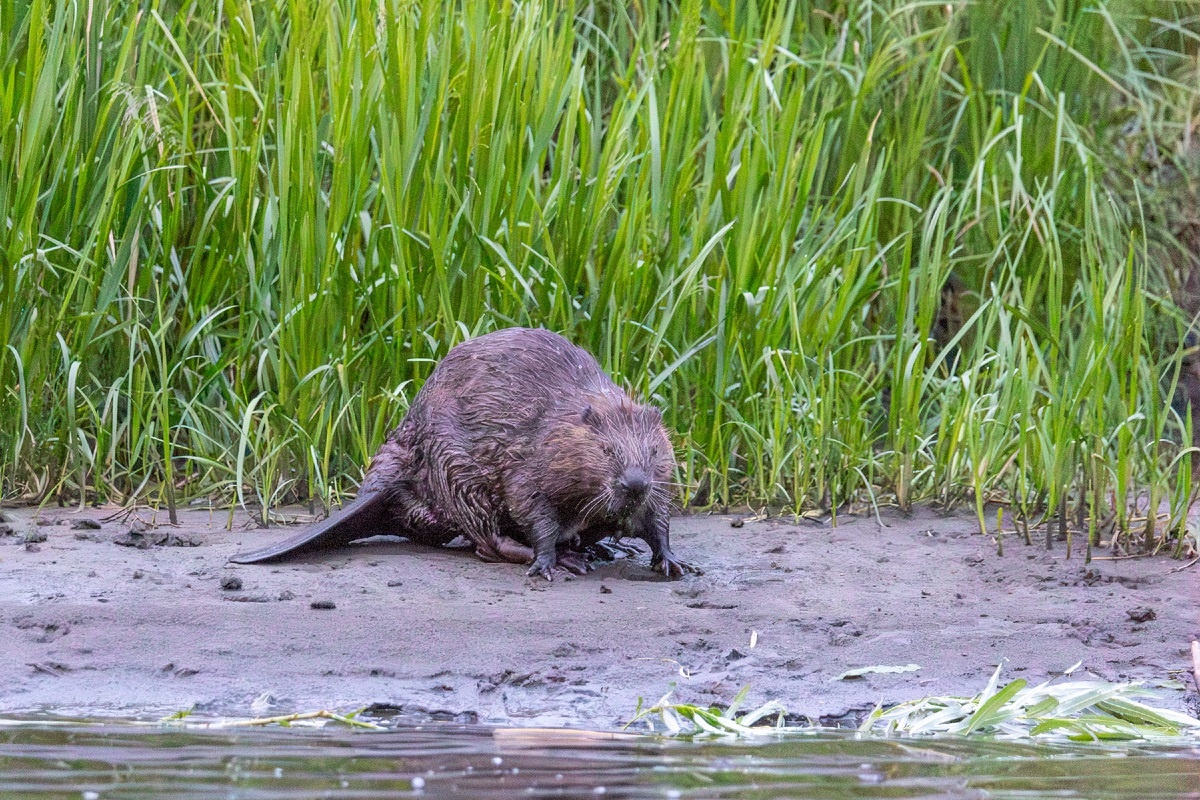 Фото с сайта: https://lenorlux.livejournal.com/924291.html