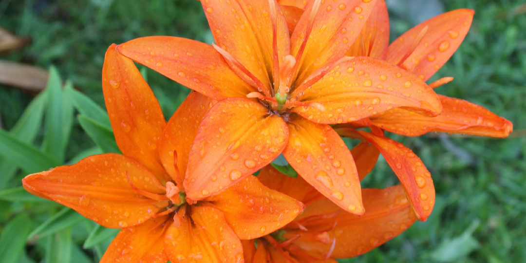 Полюбуемся сортами великолепных лилий! Часть 2