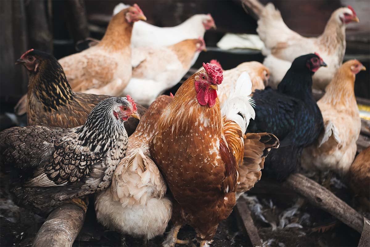 Фото с сайта: https://www.ilialive.gr/show/tag/ΕΛΛΑΔΙΚΑ+ΜΑΣ