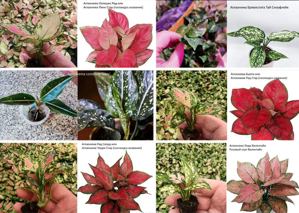 Пример ассортимента аглаонем на сайте продавца