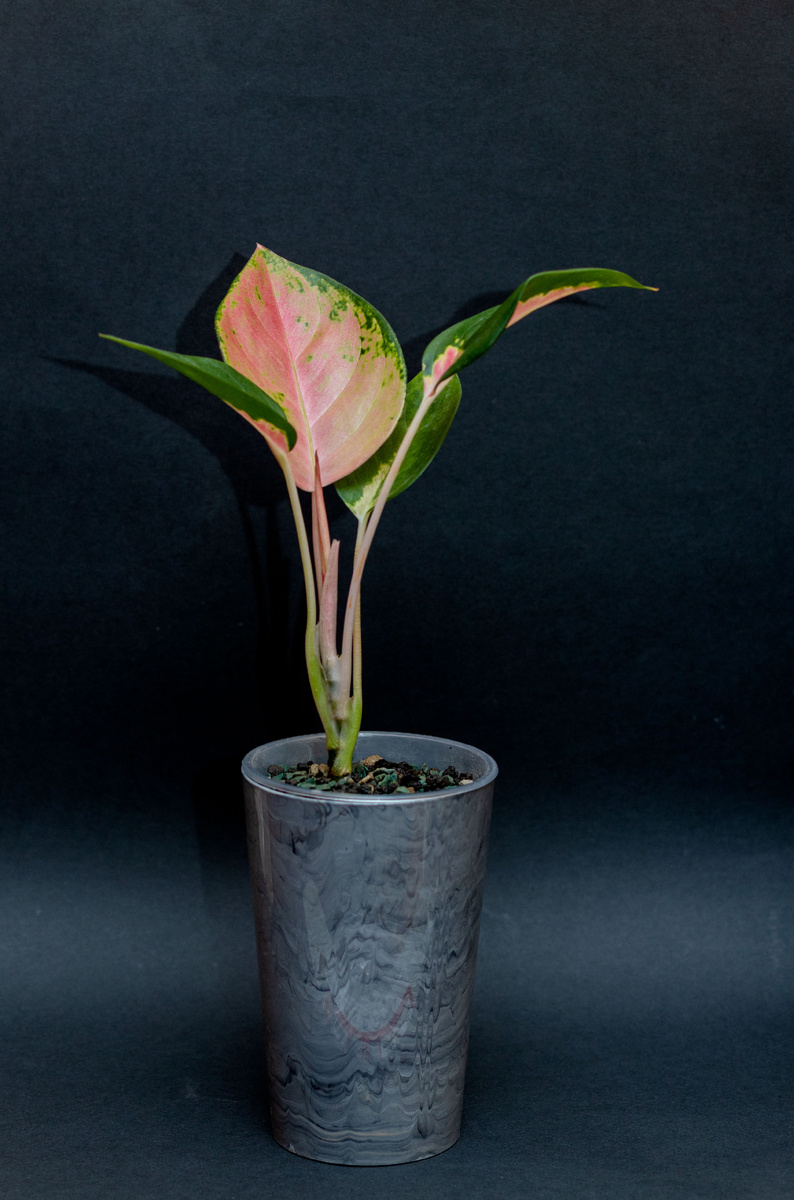 Мой экземпляр, но уже после адаптации, пересажен в мой грунт.