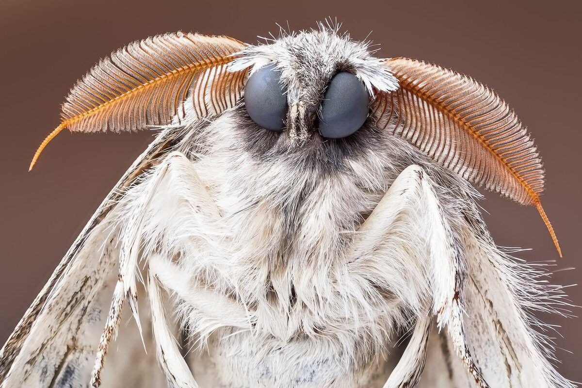 Фото с сайта: https://noviydoctor.com/lajfhaky/czikave/72613-v-krupah-v-boroshni-ta-vzagali-vsudy-kuhonna-mil-vje-nabrydla-vykorystovuu-odyn-efektyvnyi-metod