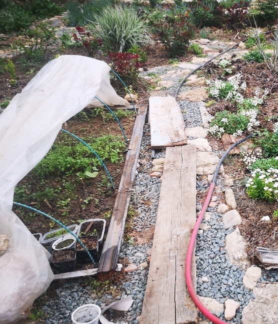 Апрель 2025. Взошли вторые посевы в парникн. Первый почти весь выжег мороз -8, забыла на ночь утеплить