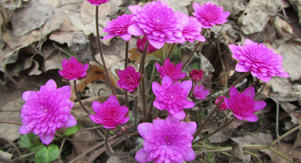 Самые неприхотливые растения стоит посадить в саду