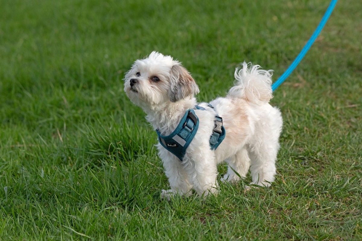    Несмотря на то, что эти породы были выведены какое-то время назад, признание ассоциации они получили только сейчас
