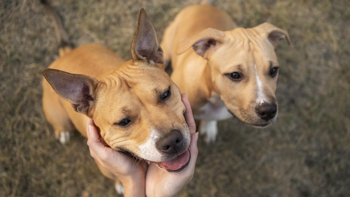 Не факт, что «молодая кровь» действительно продлит жизнь старушке. Фото Freepik