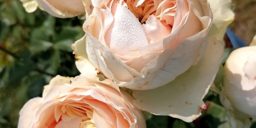 Отзыв о чайно-гибридной розе «Анфэргетэбэл / Незабываемая» (Unforgettable)