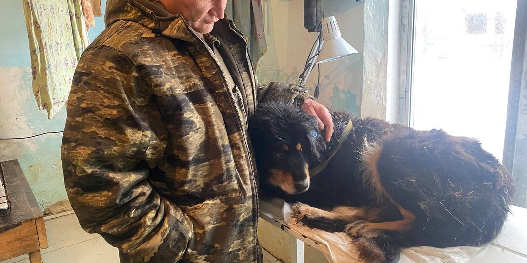 Добрые и не очень вести из приюта "Кот и Пёс".