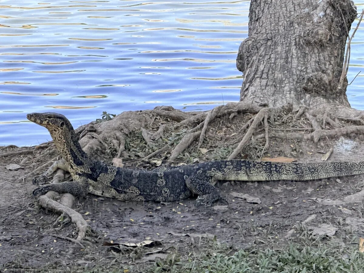    В Лумпини по газонам гуляют крупные вараны. Бангкок. Таиланд. Фото: АТОР