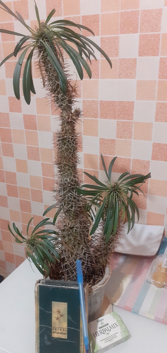 МОЯ МАДАГАСКАРСКАЯ ПАЛЬМА.