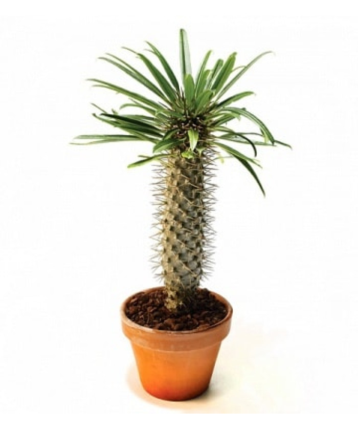 ТАКОЙ МАЛЫШ МНЕ ДОСТАЛСЯ.