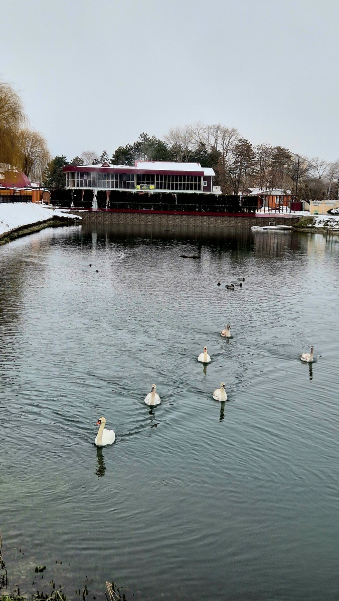 Лебеди нас провожают