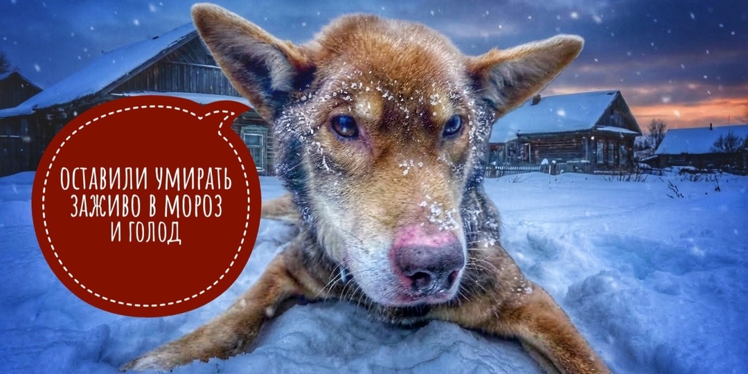 Замерзший, тощий и полные уши гноя! Будем отогревать и спасать?!