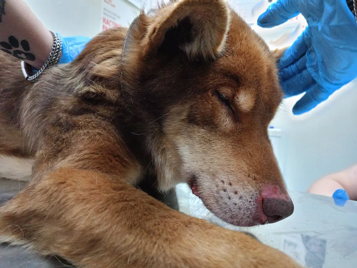 Мы ведь протянем руку помощи ЗАМЕРЗШЕЙ ЛАПКЕ!