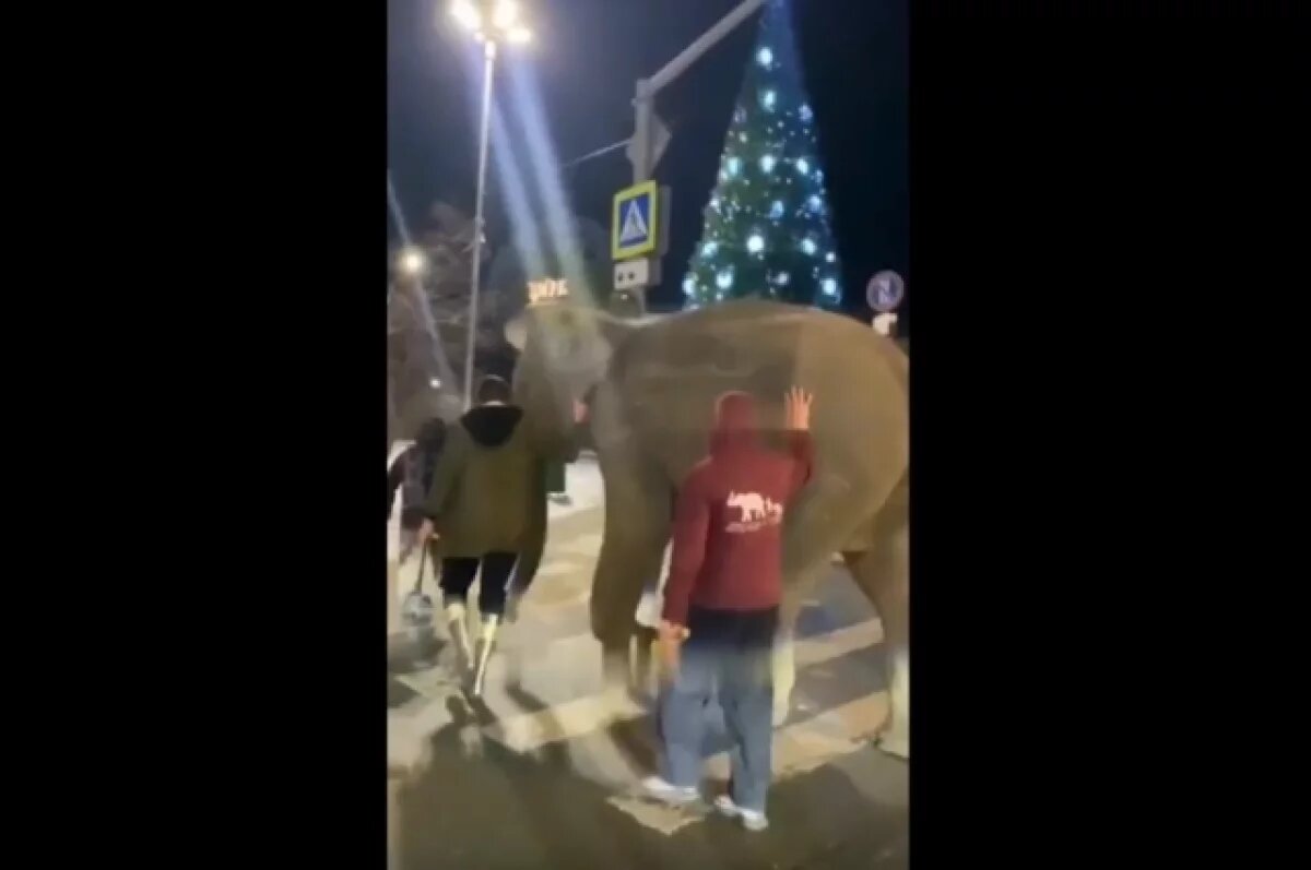    Слона ловили дрессировщики.