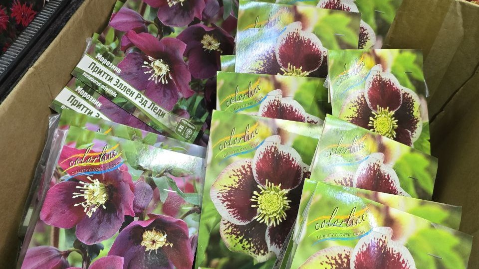 Неприхотливые многолетники на весну! Показываю первое поступление, как и где храним всю эту красоту