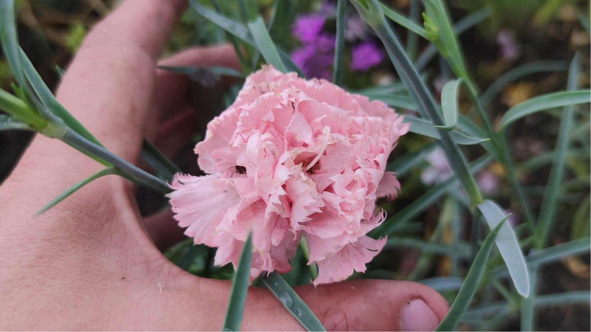 Гвоздика Шабо