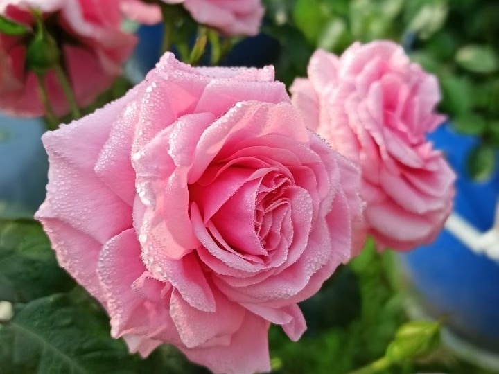 Отзыв о розе шраб «Дорнрёзхеншлосс Забабург» (Dornroschenschloss Sababurg)