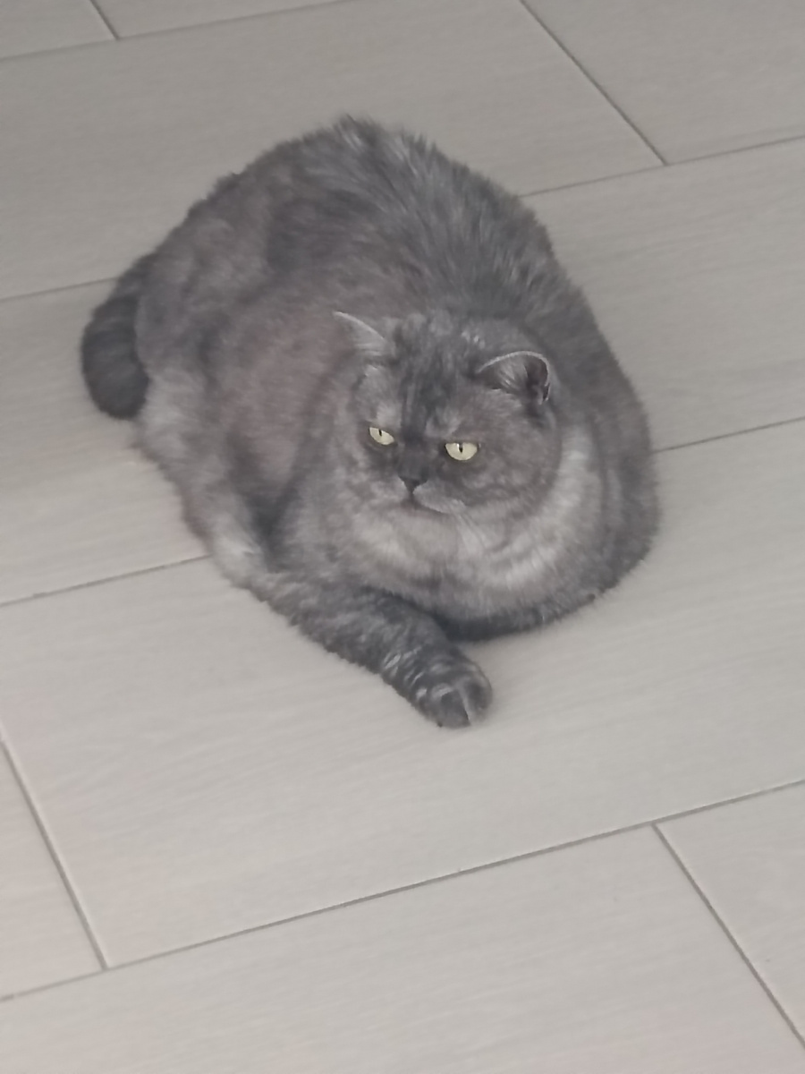 На тёплом полу гораздо приятнее, чем на холодном снегу🔥